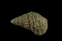 藏品(白葚蟹守螺)的圖片